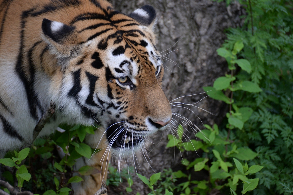 Safari Park - BEST WAY TO SEE TIGERS!