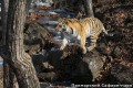 Safari park - best way to see TIGERS!
