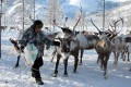 Reindeer Trip in Oymyakon